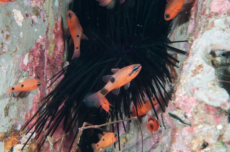Apogon pseudomaculatus im Aquarium halten (Einrichtungsbeispiele für Zweipunkt-Kardinalbarsch)  - Apogon-pseudomaculatusaquarium