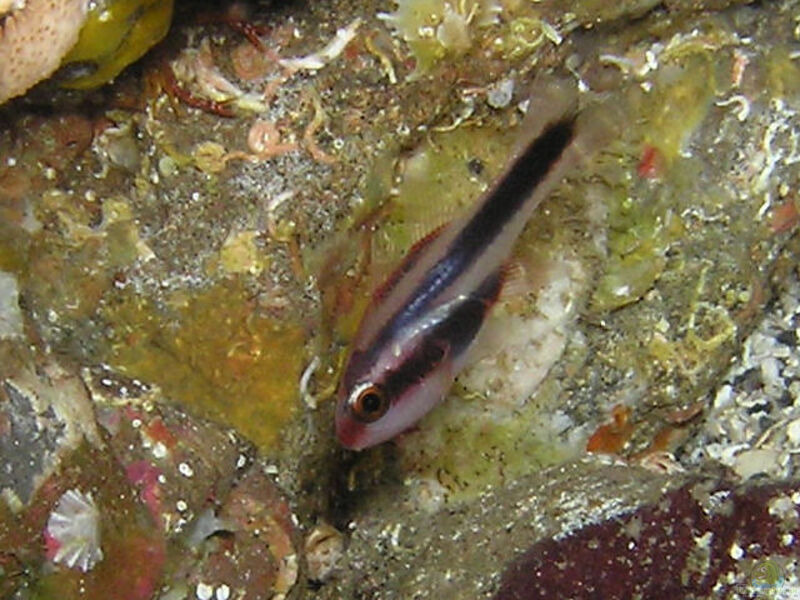 Apogon semiornatus im Aquarium halten (Einrichtungsbeispiele für Querband-Kardinalfisch)  - Apogon-semiornatus-slnkaquarium