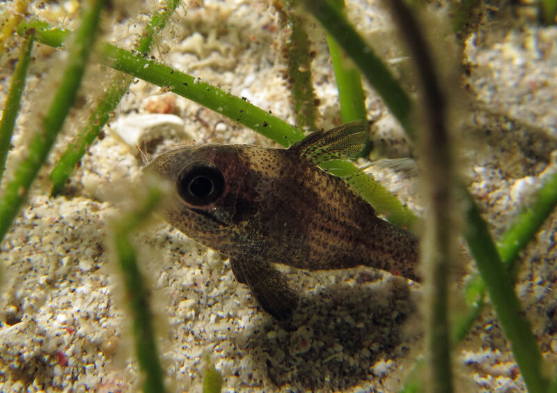 Apogonichthyoides timorensis im Aquarium halten (Einrichtungsbeispiele für Timor-Kardinalbarsch)  - Apogonichthyoides-timorensis-slnkaquarium