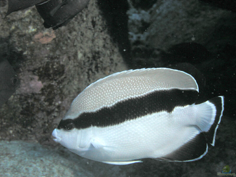 Apolemichthys arcuatus im Aquarium halten (Einrichtungsbeispiele für Schwarzbinden-Kaiserfisch)