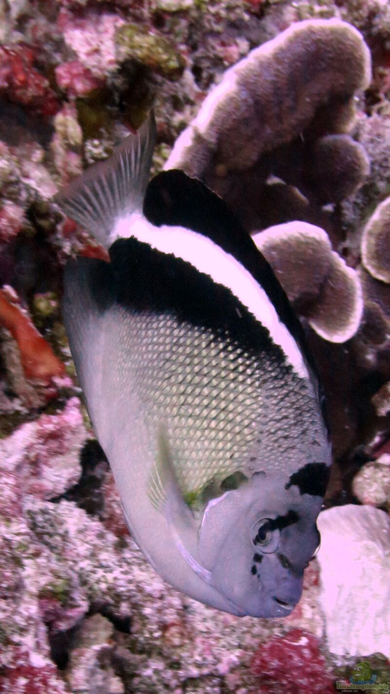 Apolemichthys griffisi im Aquarium halten (Einrichtungsbeispiele für Griffis Kaiserfisch)  - Apolemichthys-griffisi-slnkaquarium