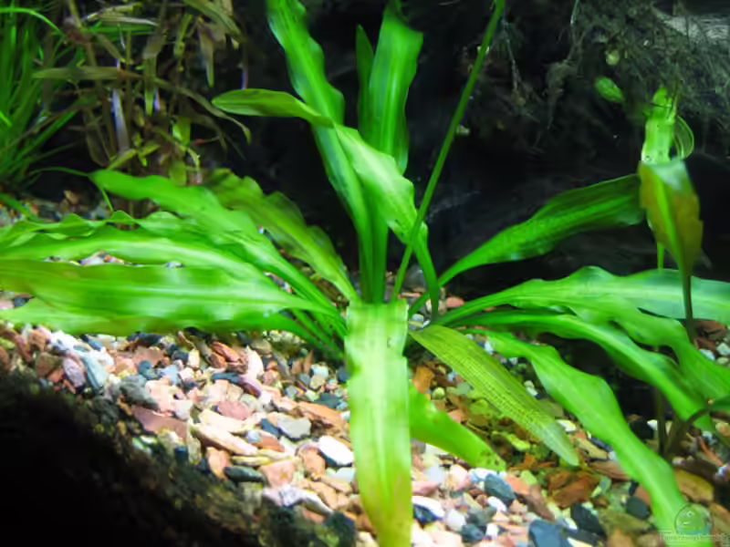 Aponogeton undulatus im Aquarium (Einrichtungsbeispiele mit Gewellte Wasserähre)