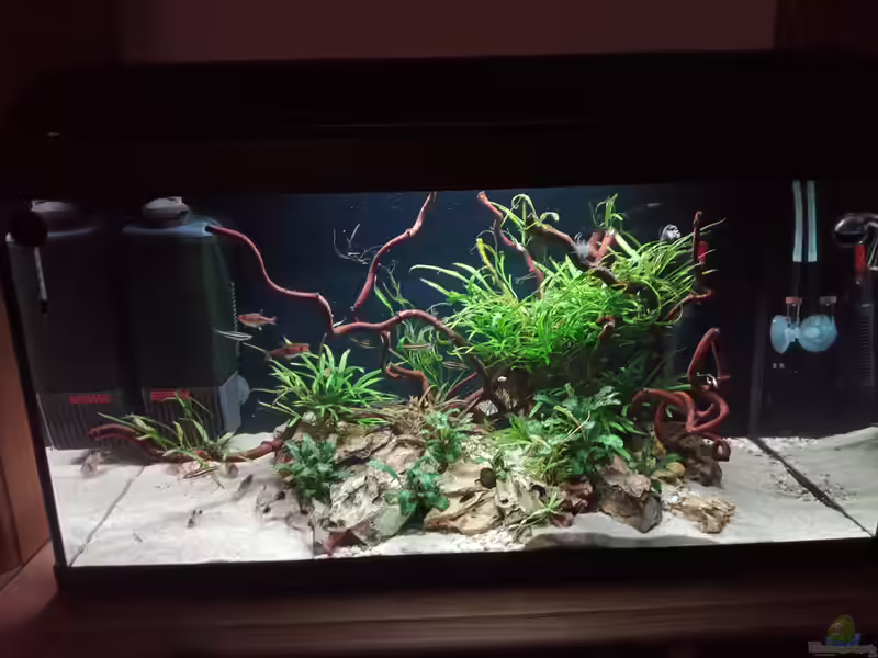 Standardaquarien mit 54 Litern Volumen