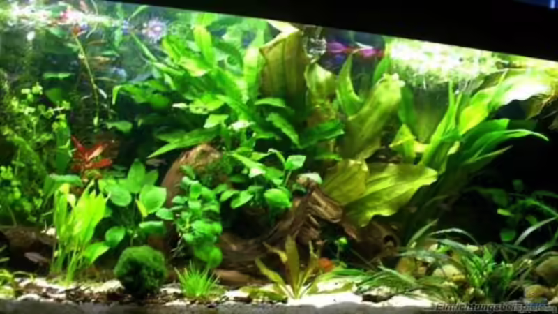 Aquarium-Komplettset - Vorteile und Nachteile (Einrichtungsbeispiele für ein Komplettaquarium)