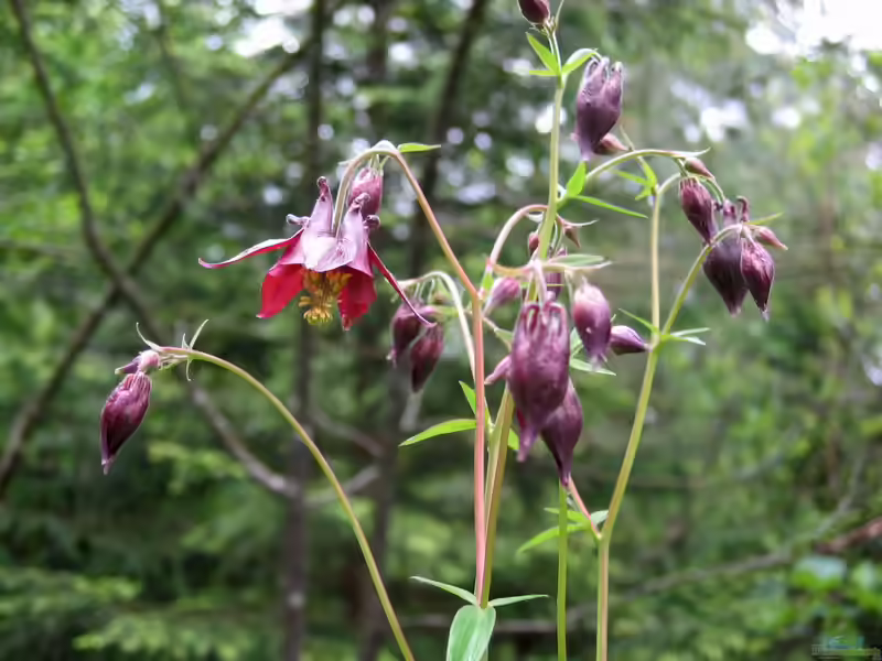 Aquilegia atrata im Garten pflanzen (Einrichtungsbeispiele mit Schwarzviolette Akelei)