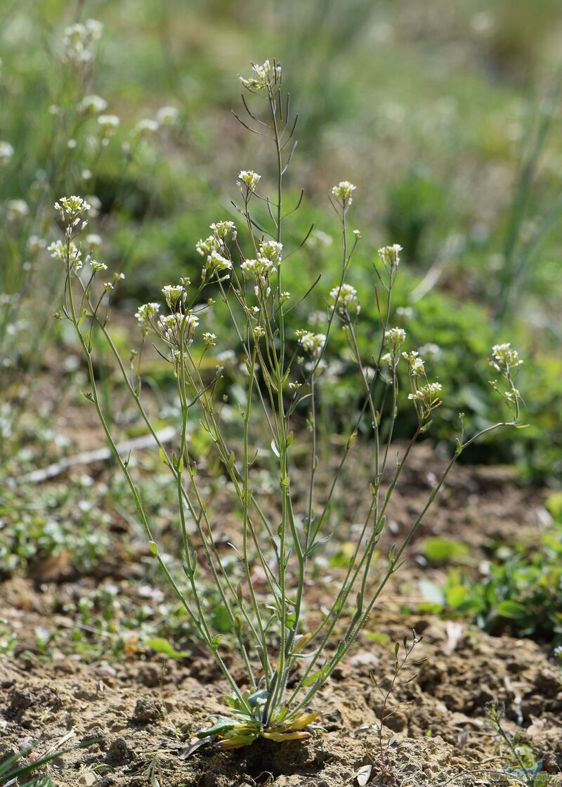 Arabidopsis thaliana am Gartenteich (Einrichtungsbeispiele mit Ackerschmalwand)