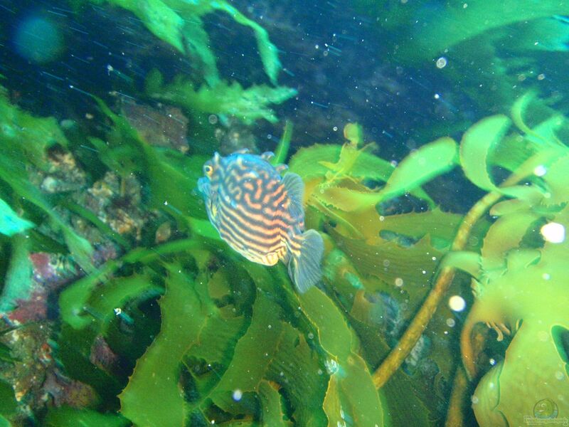 Aracana aurita im Aquarium halten (Einrichtungsbeispiele für Gemalter Kofferfisch)  - Aracana-auritaaquarium