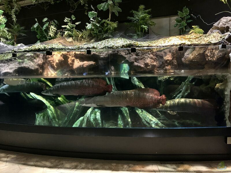 Arapaima gigas im Aquarium halten (Einrichtungsbeispiele für Arapaima gigas)