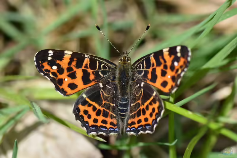 Araschnia levana im Garten (Einrichtungsbeispiele mit Landkärtchen)