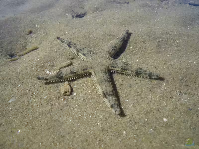 Archaster typicus im Aquarium halten (Einrichtungsbeispiele für Grabender Seestern)