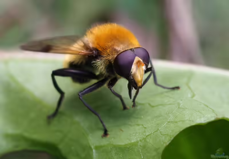 Arctophila superbiens im Garten (Einrichtungsbeispiele mit Gelbbraune Gebirgsschwebfliege)