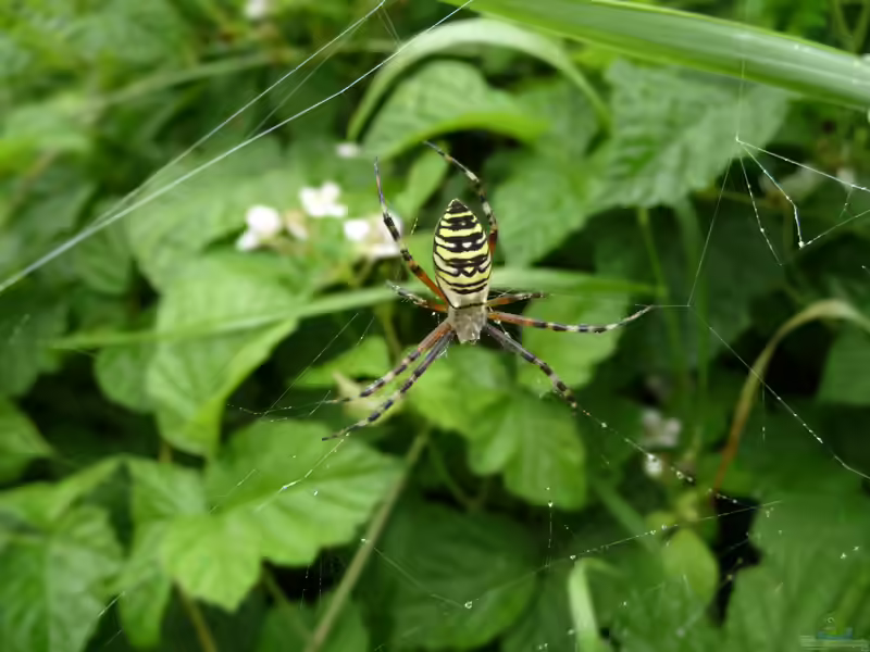 Argiope bruennichi im Garten (Einrichtungsbeispiele mit Wespenspinne)