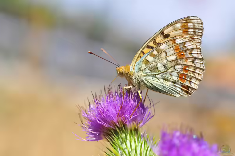 Feuriger Perlmutterfalter im Garten (Einrichtungsbeispiele mit Argynnis adippe)