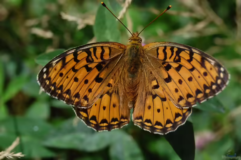 Großer Perlmutterfalter im Garten (Einrichtungsbeispiele mit Argynnis aglaja)