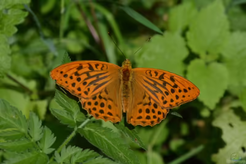 Argynnis paphia im Garten (Einrichtungsbeispiele mit Kaisermantel)
