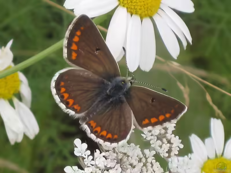 Kleiner Sonnenröschen-Bläuling: Aricia agestis im Garten (Einrichtungsbeispiele mit Aricia agestis)