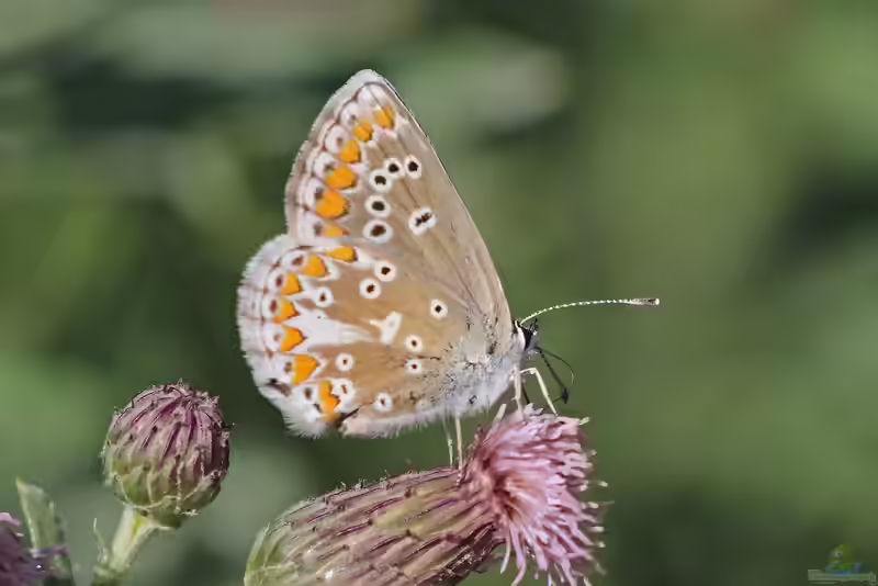 Großer Sonnenröschen-Bläuling im Garten (Einrichtungsbeispiele mit Aricia artaxerxes)