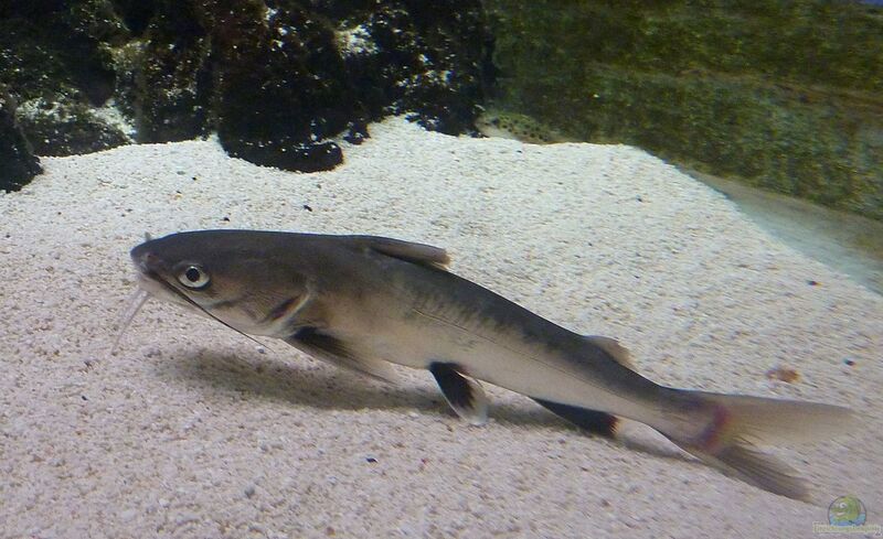 Ariopsis seemanni im Aquarium halten (Einrichtungsbeispiele für Westamerikanische Kreuzwelse)