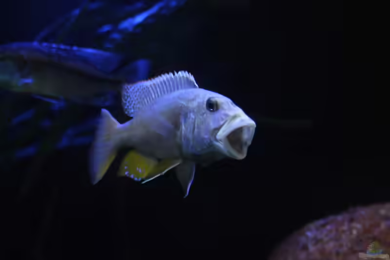 Aristochromis christyi – majestätischer Raubcichlide aus dem Malawisee (Einrichtungsbeispiele mit Aristochromis christyi)