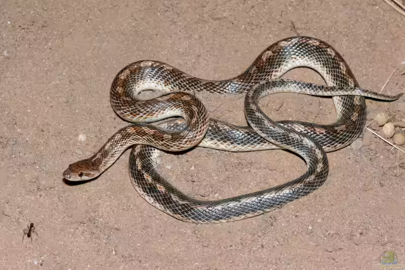 Arizona elegans im Terrarium halten (Einrichtungsbeispiele mit Arizonanatter)