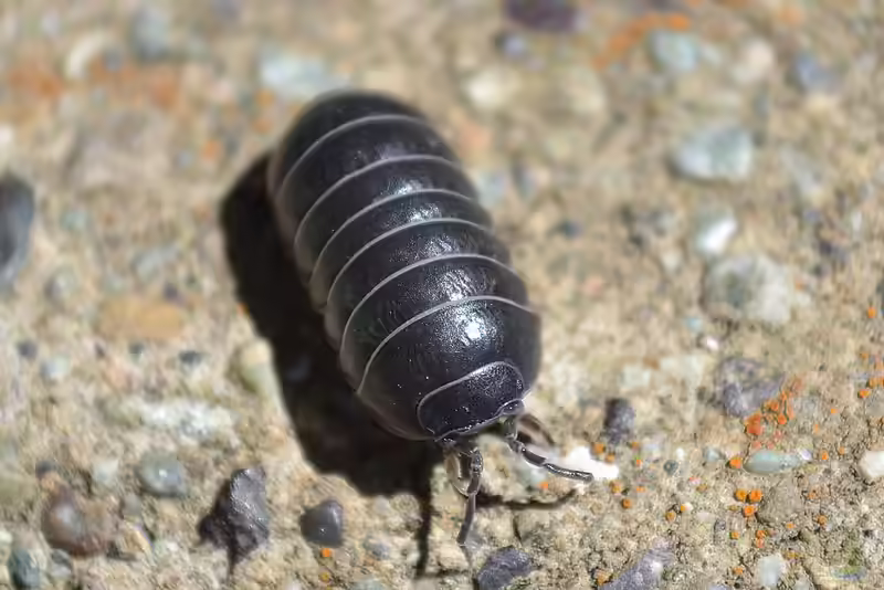 Armadillidium vulgare im Terrarium halten (Einrichtungsbeispiele mit Gemeine Rollassel)