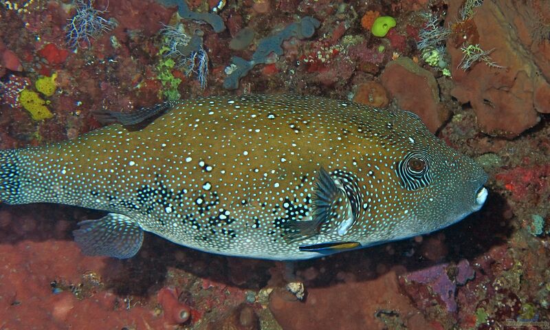 Arothron caeruleopunctatus im Aquarium halten (Einrichtungsbeispiele für Blaupunkt-Kugelfisch)