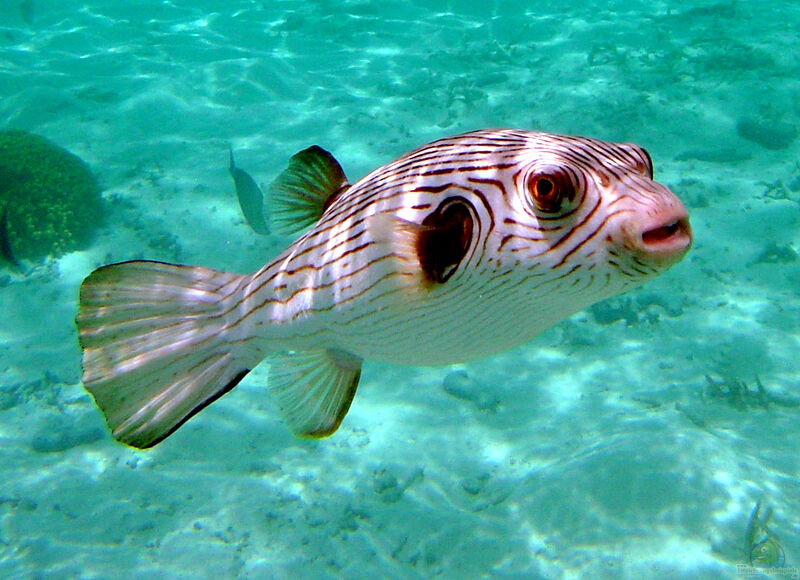 Arothron manilensis im Aquarium halten (Einrichtungsbeispiele für Gestreifter Kugelfisch)