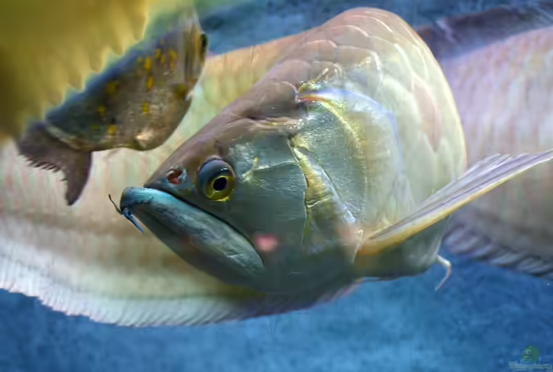 Arowanas im Aquarium halten (Einrichtungsbeispiele mit Osteoglossum bicirrhosum)