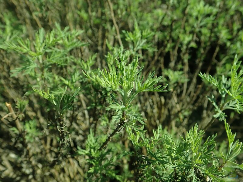 Artemisia abrotanum am Gartenteich (Einrichtungsbeispiele mit Echte Eberraute)