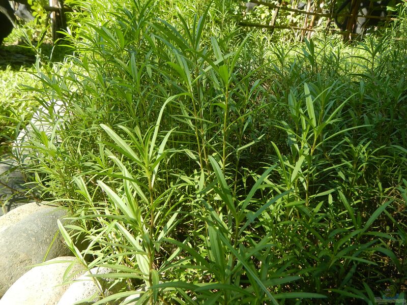 Artemisia dracunculus am Gartenteich (Einrichtungsbeispiele mit Estragon)