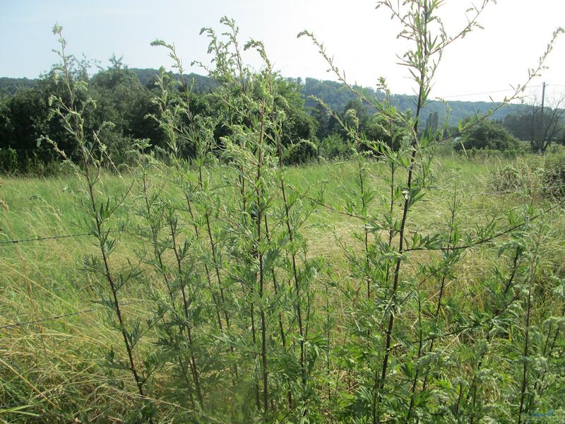 Artemisia vulgaris am Gartenteich (Einrichtungsbeispiele mit Beifuß)
