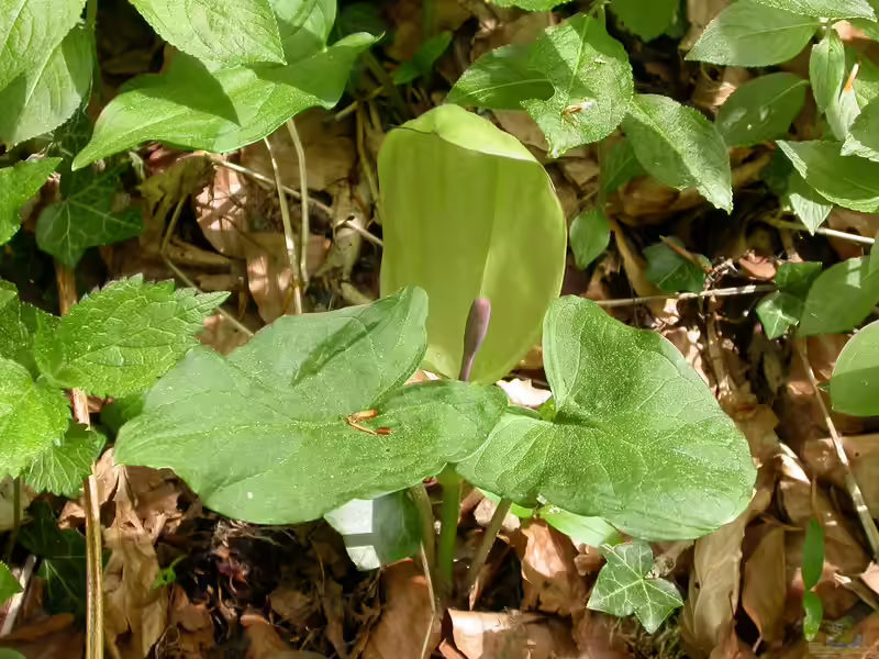 Arum maculatum im Garten pflanzen (Einrichtungsbeispiele mit Gefleckter Aronstab)