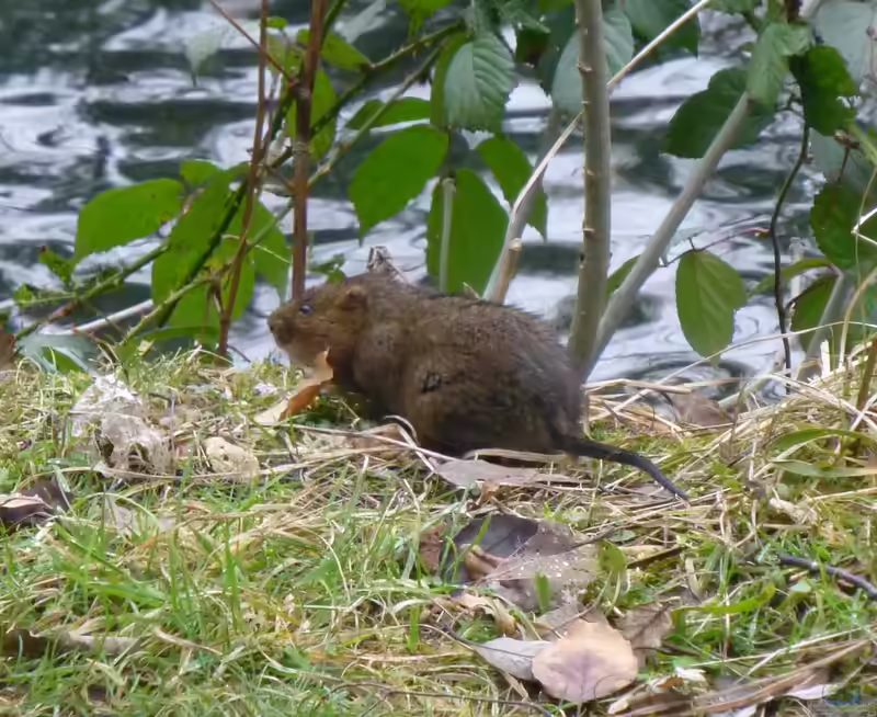 Arvicola amphibius im Garten (Einrichtungsbeispiele mit Wassermaus)