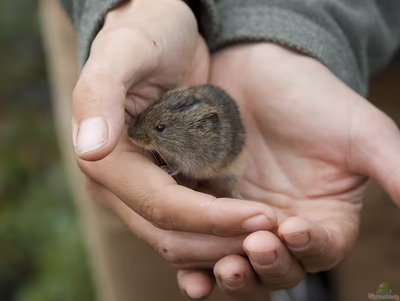 Arvicolinae im Garten (Einrichtungsbeispiele mit Wühlmäusen)