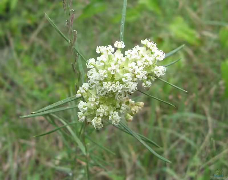 Asclepias verticillata im Garten pflanzen (Einrichtungsbeispiele mit Quirlständige Seidenpflanze )