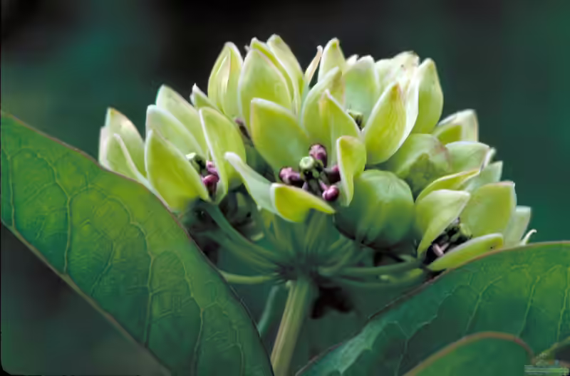 Asclepias viridis im Garten pflanzen (Einrichtungsbeispiele mit Grünliche Seidenpflanze)