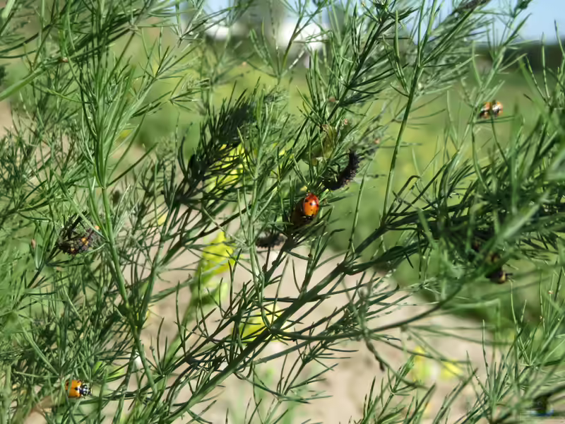 Asparagus officinalis im Garten pflanzen (Einrichtungsbeispiele mit Spargel)