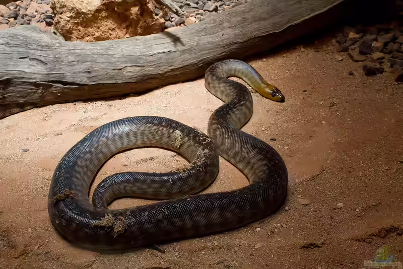 Aspidites ramsayi im Terrarium pflegen (Einrichtungsbeispiele für Woma Python)