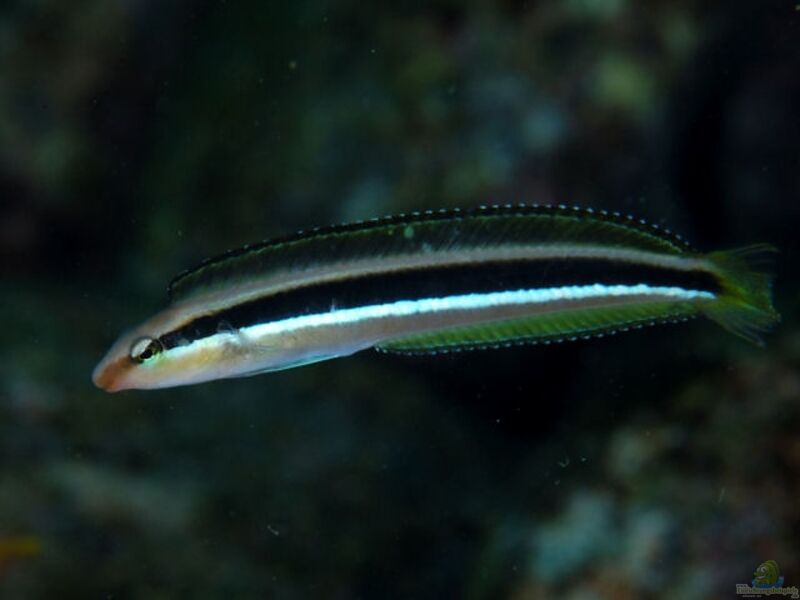 Aspidontus dussumieri im Aquarium halten (Einrichtungsbeispiele für Dussumiers Säbelzahnschleimfisch)