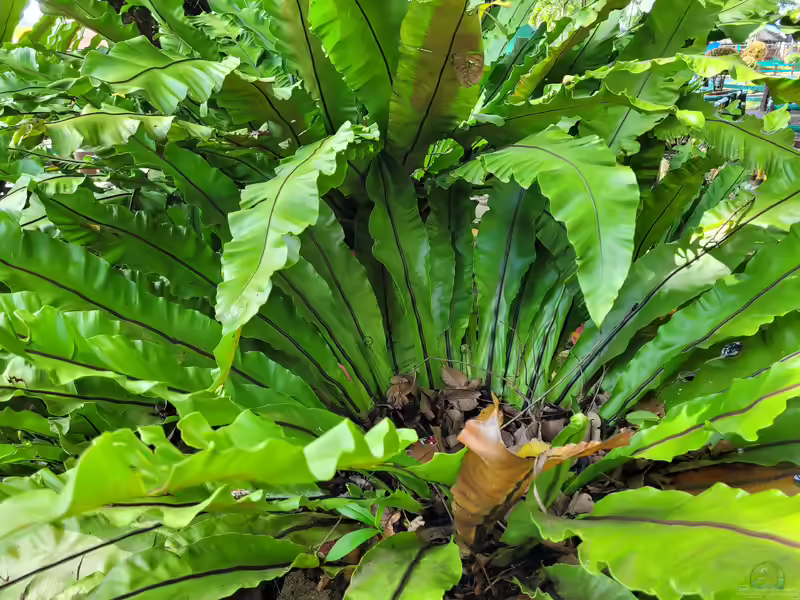 Asplenium nidus im Terrarium pflanzen (Einrichtungsbeispiele mit Nestfarn)