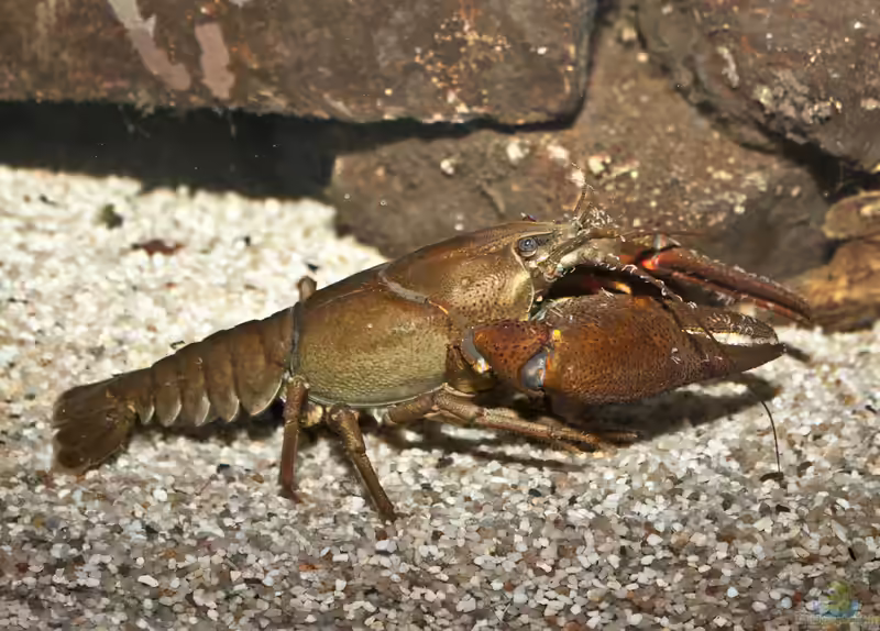 Astacus astacus im Gartenteich halten (Einrichtungsbeispiele für Europäische Flusskrebse)