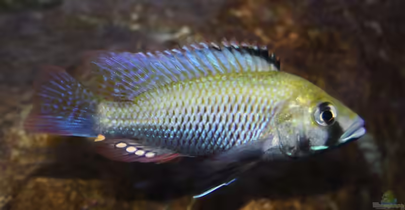Astatotilapia calliptera im Aquarium halten (Einrichtungsbeispiele mit Calliptera-Maulbrüter)