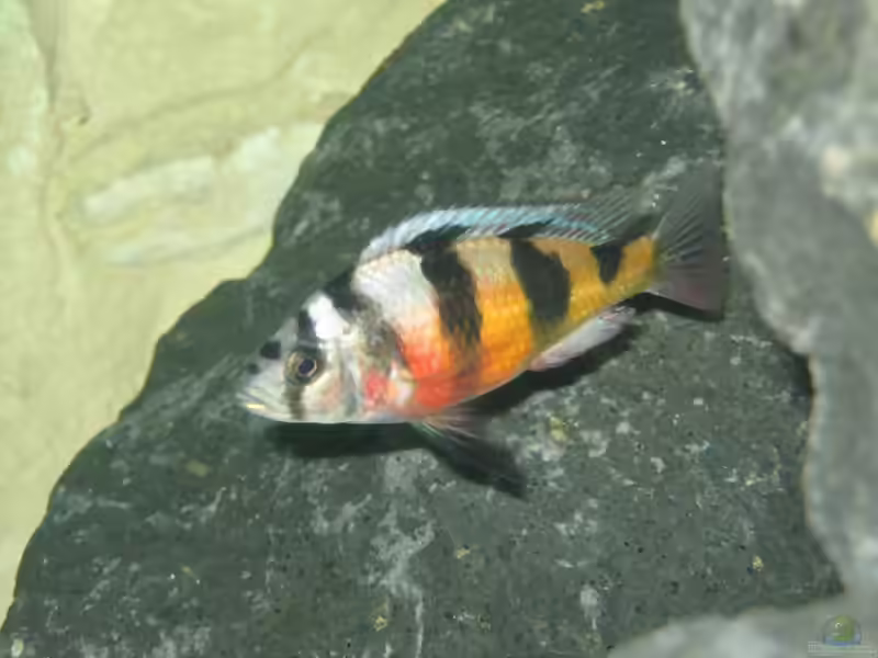 Astatotilapia: farbenprächtige Haplochrominen (Einrichtungsbeispiele mit Astatotilapia-Arten)