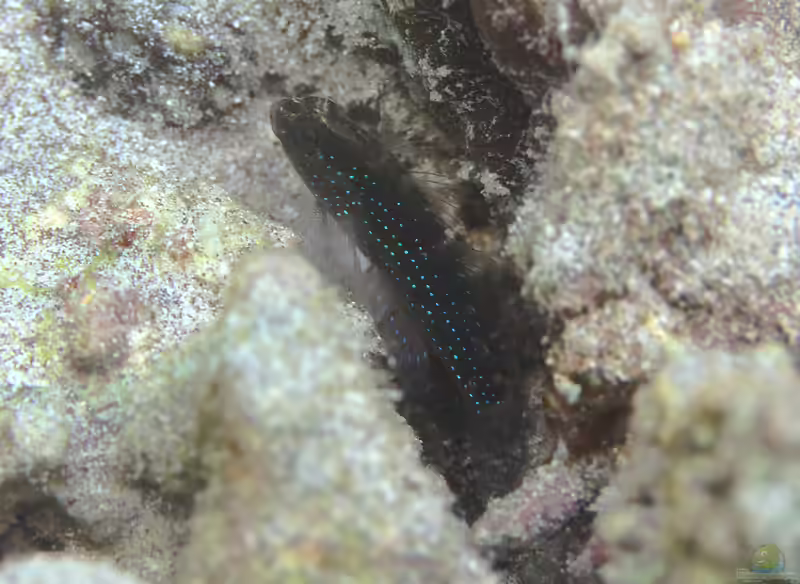 Asterropteryx semipunctata im Aquarium halten (Einrichtungsbeispiele für Blaupunkt-Zwerggrundel)