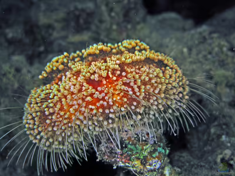 Asthenosoma marisrubri im Aquarium halten (Einrichtungsbeispiele für Rotmeer-Feuerseeigel)