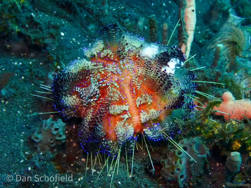 Asthenosoma varium im Aquarium halten (Einrichtungsbeispiele für Feuerseeigel)