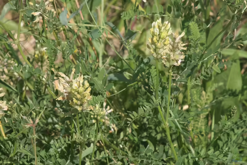 Astragalus cicer im Garten pflanzen (Einrichtungsbeispiele mit Kicher-Tragant)