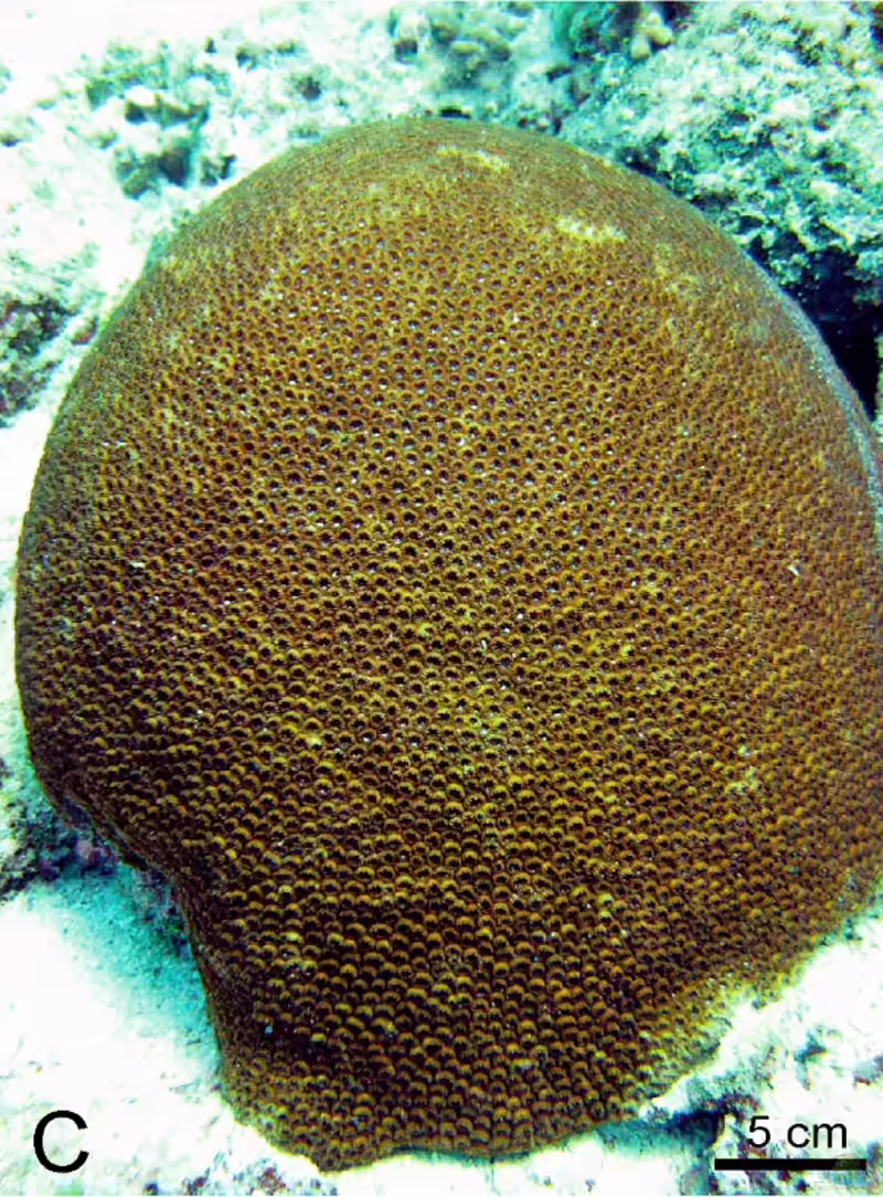 Astrea devantieri im Aquarium halten (Einrichtungsbeispiele für Sternkoralle)