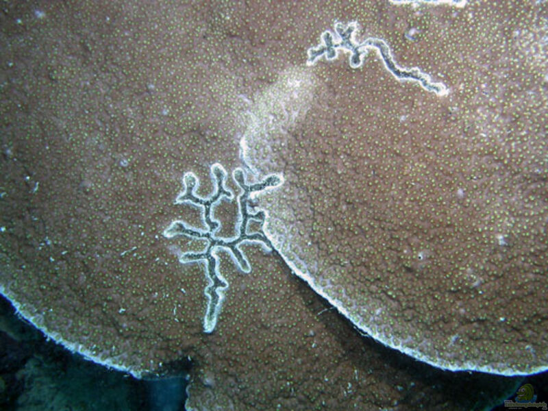 Astreopora cucullata im Aquarium halten (Einrichtungsbeispiele für Großpolypige Steinkoralle)  - Astreopora-cucullataaquarium