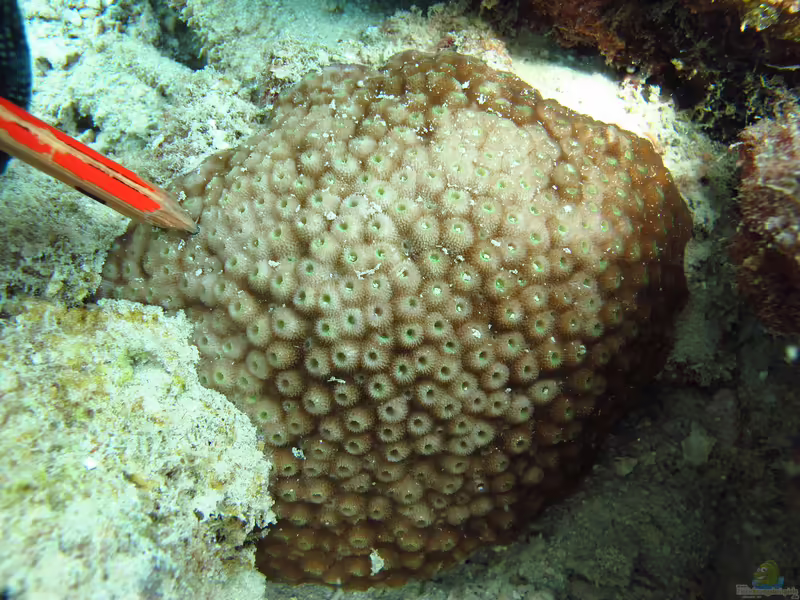 Astreopora ocellata im Aquarium halten (Einrichtungsbeispiele für Großpolypige Steinkoralle)
